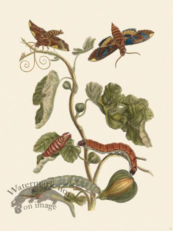 Merian Metamorphosis 33